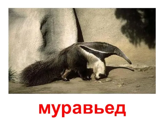 муравьед