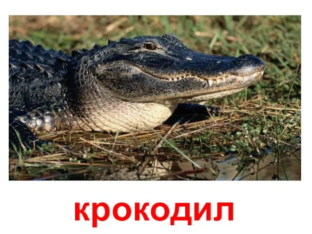 крокодил