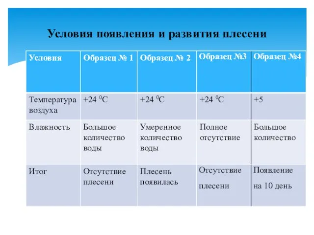 Условия появления и развития плесени