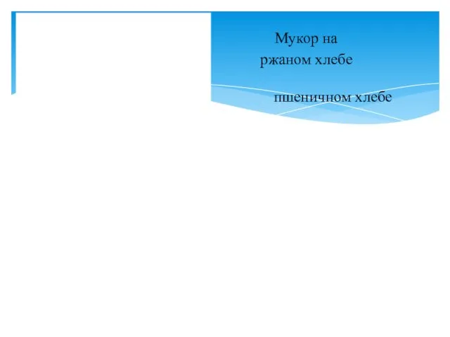 Мукор на ржаной хлеб ржаном хлебе пшеничный пшеничном хлебе