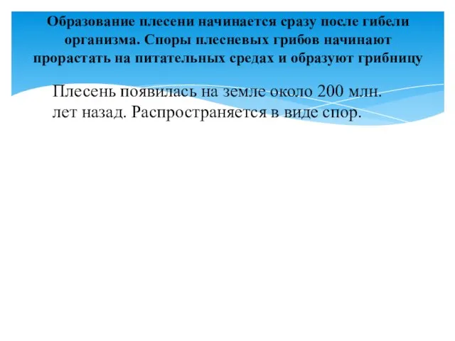 Плесень появилась на земле около 200 млн. лет назад. Распространяется