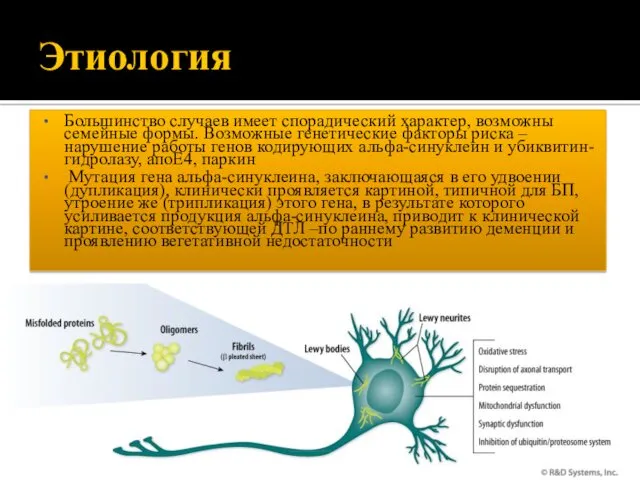 Этиология Большинство случаев имеет спорадический характер, возможны семейные формы. Возможные