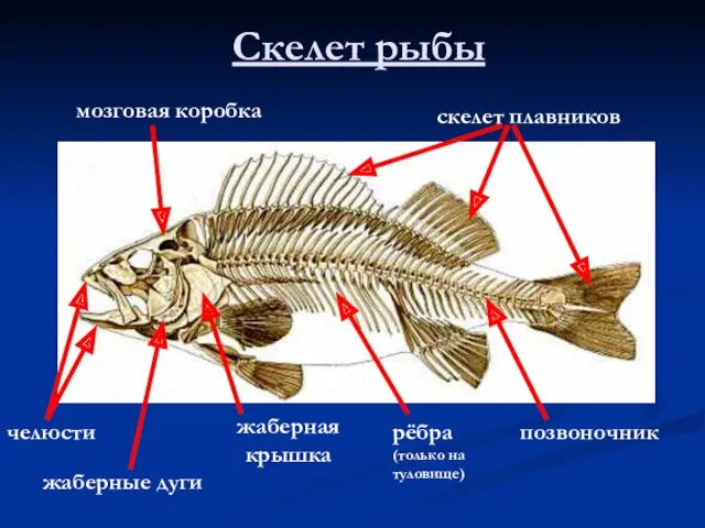 Скелет рыбы скелет плавников мозговая коробка жаберная крышка рёбра (только на туловище) челюсти позвоночник жаберные дуги