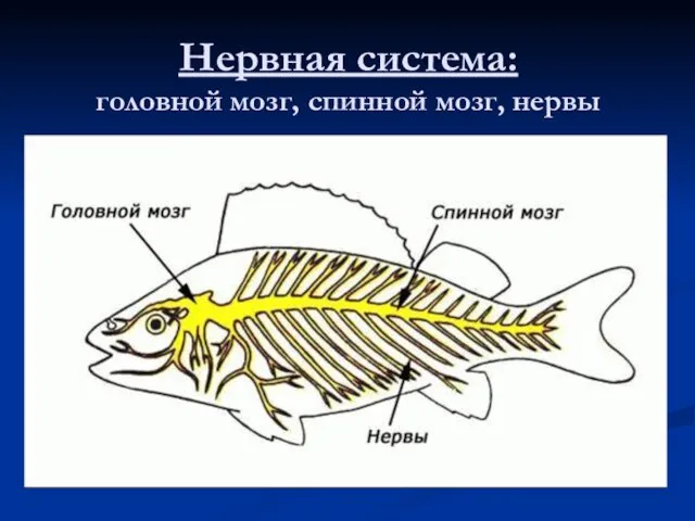 Нервная система: головной мозг, спинной мозг, нервы