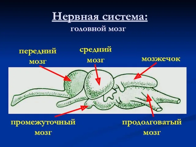 Нервная система: головной мозг передний мозг промежуточный мозг средний мозг мозжечок продолговатый мозг