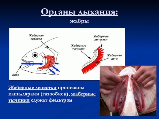 Органы дыхания: жабры Жаберные лепестки пронизаны капиллярами (газообмен), жаберные тычинки служат фильтром