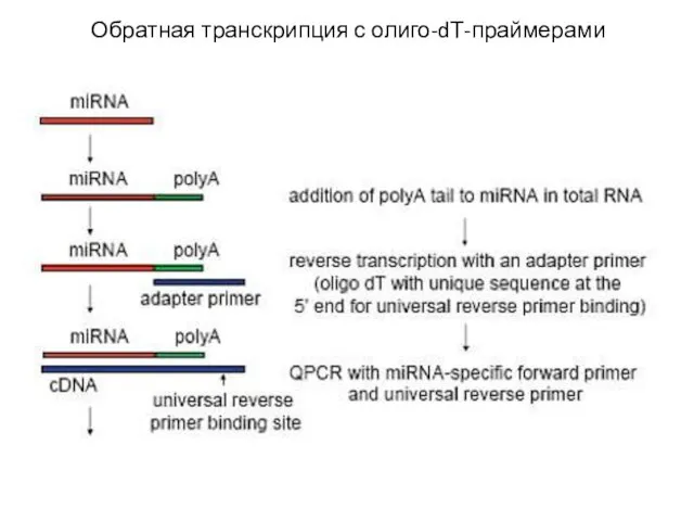 Обратная транскрипция с олиго-dТ-праймерами