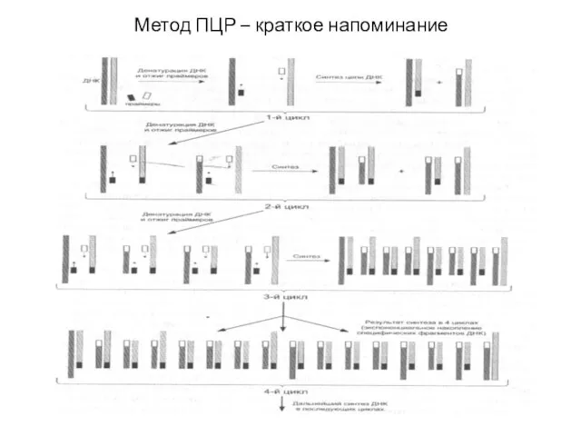 Метод ПЦР – краткое напоминание