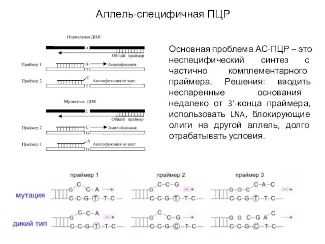 Аллель-специфичная ПЦР Основная проблема АС-ПЦР – это неспецифический синтез с