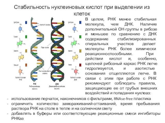 Стабильность нуклеиновых кислот при выделении из клеток В целом, РНК