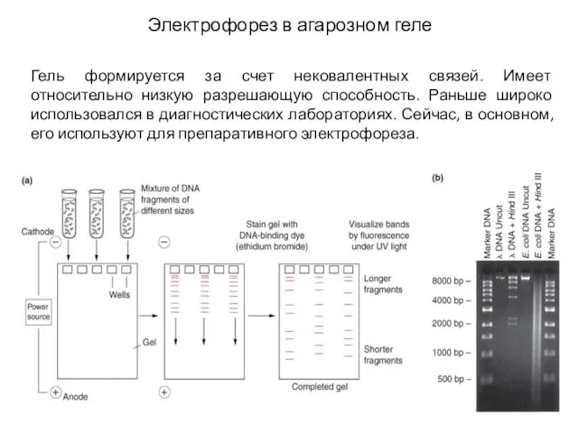 Электрофорез в агарозном геле Гель формируется за счет нековалентных связей.