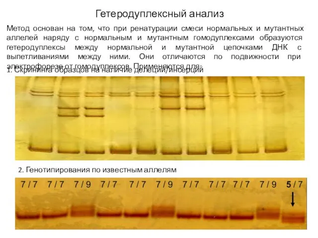 Гетеродуплексный анализ Метод основан на том, что при ренатурации смеси