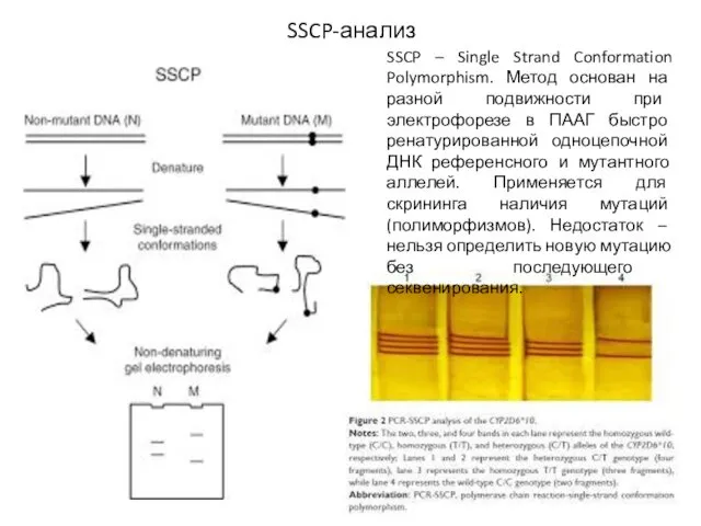 SSCP-анализ SSCP – Single Strand Conformation Polymorphism. Метод основан на