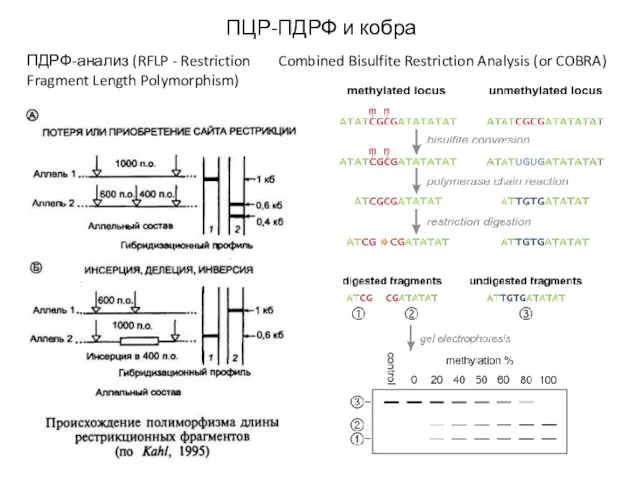 ПЦР-ПДРФ и кобра ПДРФ-анализ (RFLP - Restriction Fragment Length Polymorphism) Combined Bisulfite Restriction Analysis (or COBRA)