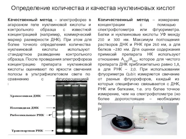 Определение количества и качества нуклеиновых кислот Качественный метод – электрофорез