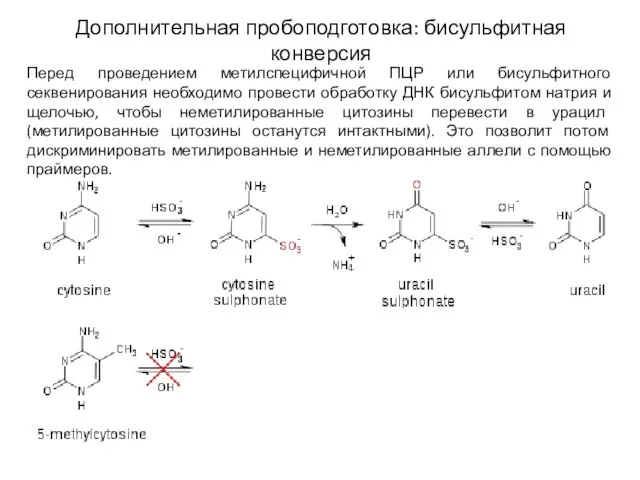 Дополнительная пробоподготовка: бисульфитная конверсия Перед проведением метилспецифичной ПЦР или бисульфитного