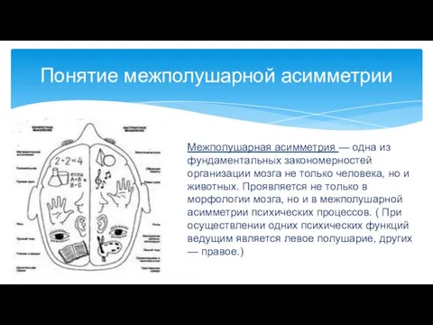 Понятие межполушарной асимметрии Межполушарная асимметрия — одна из фундаментальных закономерностей