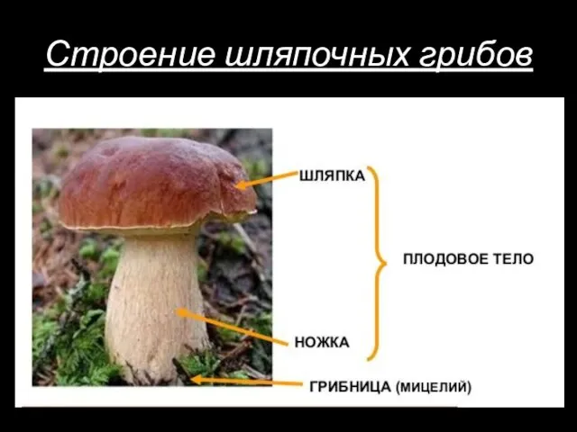 Строение шляпочных грибов