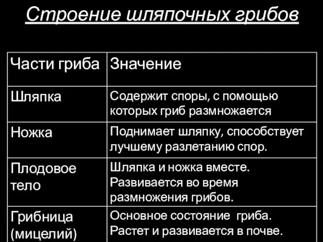 Строение шляпочных грибов