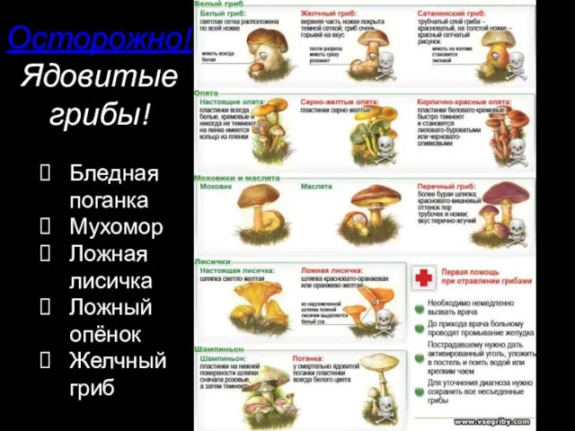 Осторожно! Ядовитые грибы! Бледная поганка Мухомор Ложная лисичка Ложный опёнок Желчный гриб