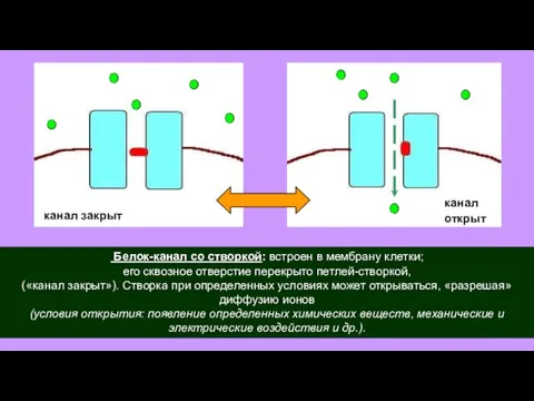 Белок-канал со створкой: встроен в мембрану клетки; его сквозное отверстие