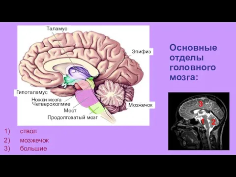 3 Таламус Гипоталамус Ножки мозга Четверохолмие Мост Продолговатый мозг Мозжечок Эпифиз Основные отделы