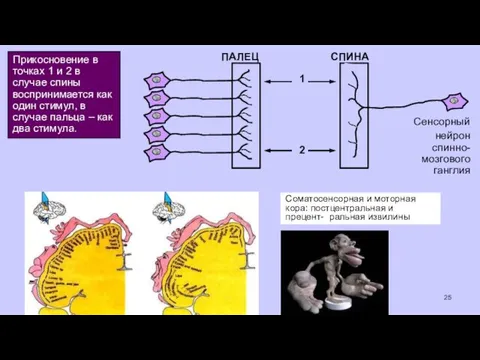 Соматосенсорная и моторная кора: постцентральная и прецент- ральная извилины 25