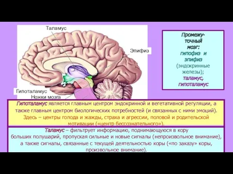 Таламус Четверохолмие Мозжечок Мост Продолговатый мозг Эпифиз Промежу- точный мозг: гипофиз и эпифиз