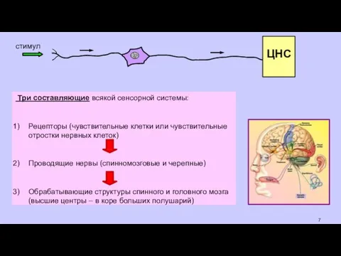 Три составляющие всякой сенсорной системы: Рецепторы (чувствительные клетки или чувствительные отростки нервных клеток)