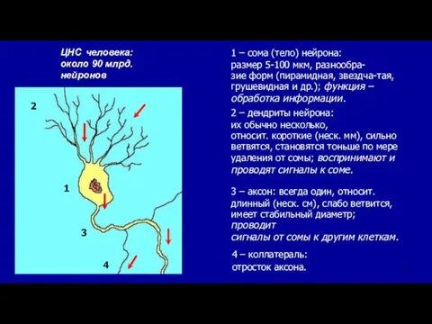 1 2 3 4 1 – сома (тело) нейрона: размер 5-100 мкм, разнообра-