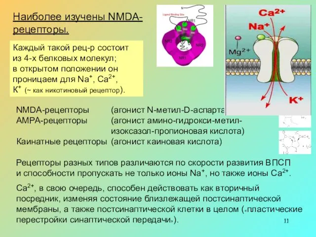 NMDA-рецепторы (агонист N-метил-D-аспартат) АМРА-рецепторы (агонист амино-гидрокси-метил- изоксазол-пропионовая кислота) Каинатные рецепторы