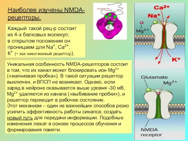 Наиболее изучены NMDA- рецепторы. Каждый такой рец-р состоит из 4-х