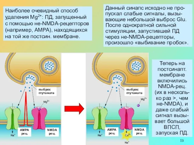 Наиболее очевидный способ удаления Mg2+: ПД, запущенный с помощью не-NMDA-рецепторов