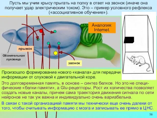 Пусть мы учим крысу прыгать на полку в ответ на