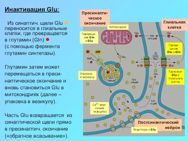 Инактивация Glu: Из синаптич. щели Glu ● переносится в глиальные