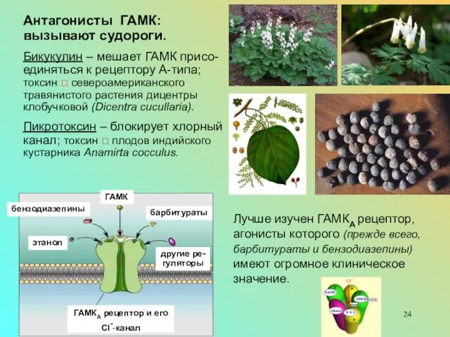 Антагонисты ГАМК: вызывают судороги. Бикукулин – мешает ГАМК присо-единяться к