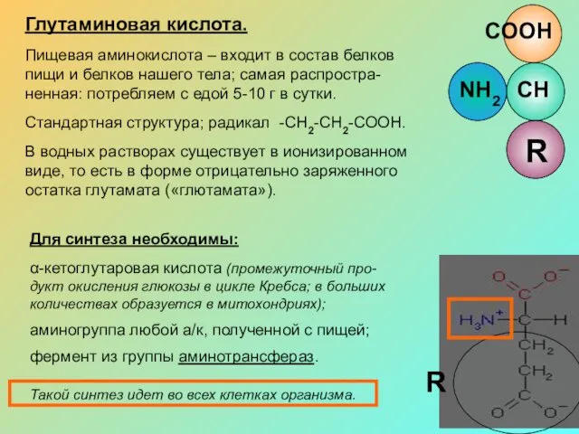 Глутаминовая кислота. Пищевая аминокислота – входит в состав белков пищи