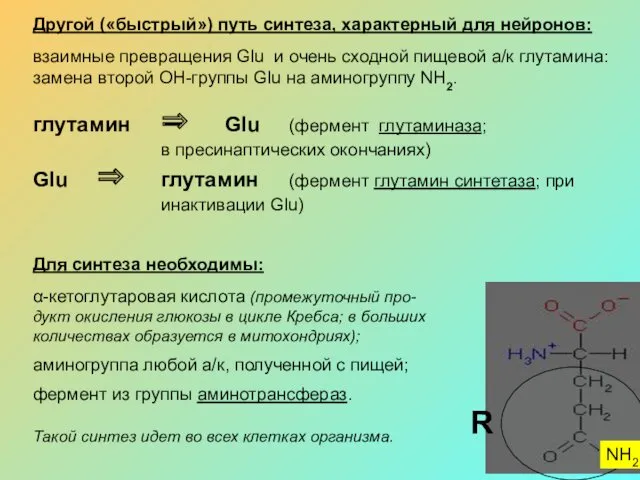 R Другой («быстрый») путь синтеза, характерный для нейронов: взаимные превращения