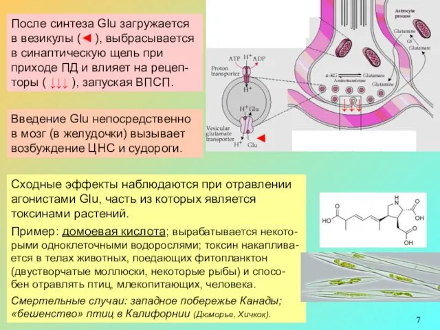 Всех тканях организма (в т.ч. в мозге) очень много Glu.