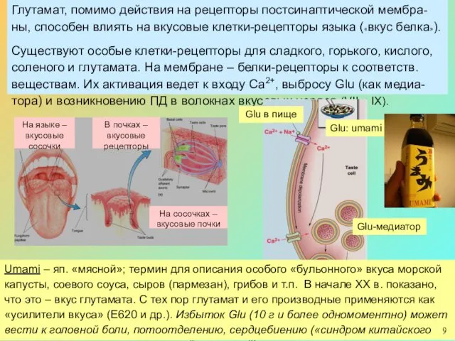 Глутамат, помимо действия на рецепторы постсинаптической мембра-ны, способен влиять на