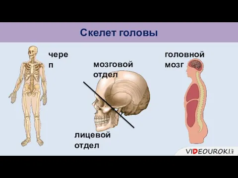 мозговой отдел лицевой отдел Скелет головы головной мозг череп