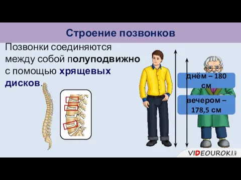 Строение позвонков Позвонки соединяются между собой полуподвижно с помощью хрящевых