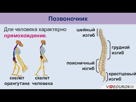 Позвоночник скелет орангутана скелет человека Для человека характерно прямохождение. шейный