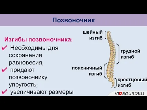 Позвоночник Необходимы для сохранения равновесия; придают позвоночнику упругость; увеличивают размеры