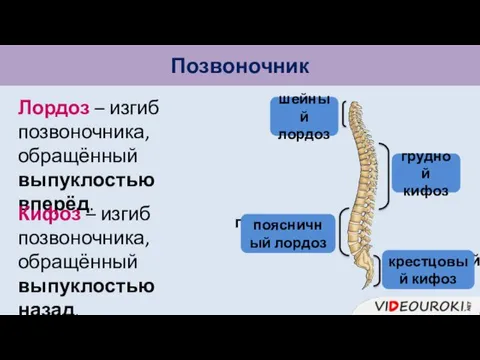 Позвоночник шейный изгиб грудной изгиб крестцовый изгиб Лордоз – изгиб