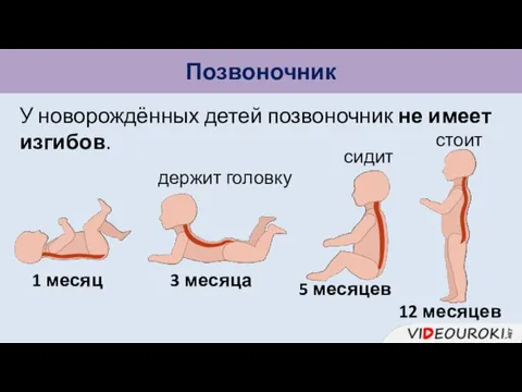 Позвоночник У новорождённых детей позвоночник не имеет изгибов. 1 месяц