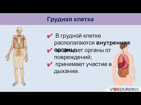 Грудная клетка В грудной клетке располагаются внутренние органы; защищает органы от повреждений; принимает участие в дыхании.