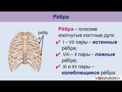 Рёбра рёбра Рёбра – плоские изогнутые костные дуги. I –