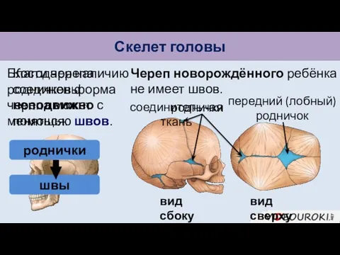 Скелет головы Кости черепа соединены неподвижно с помощью швов. Череп