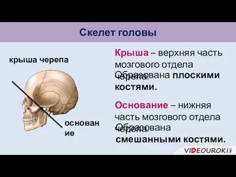 Скелет головы крыша черепа основание Образована плоскими костями. Крыша –